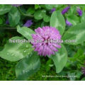 High Quality Red Clover Extrac with extraction yield
